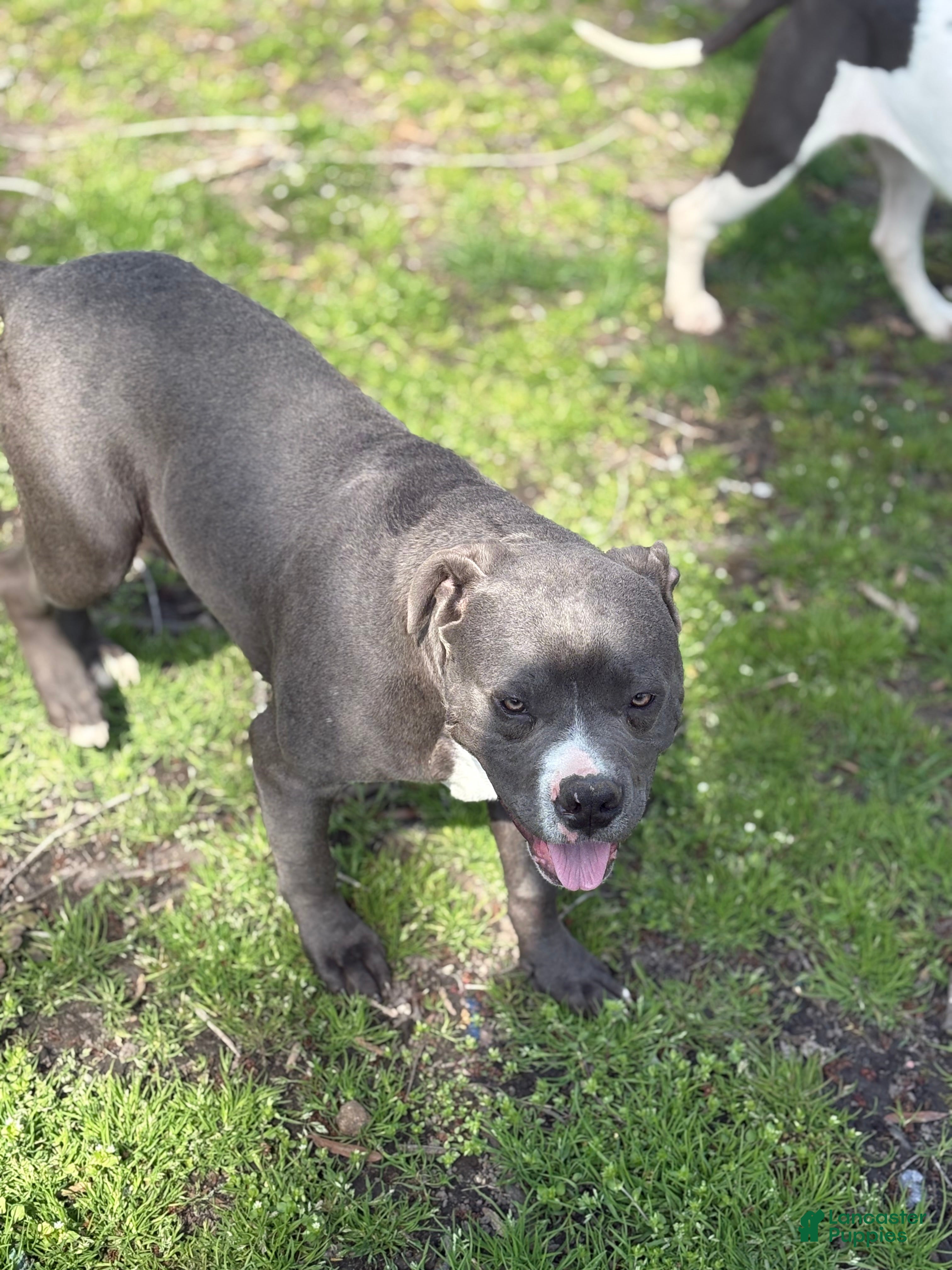 Mixed Breed dogs Bleu - Ad 2