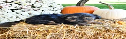 Yorkiepoo dogs for sale: Maggie - Ad 4