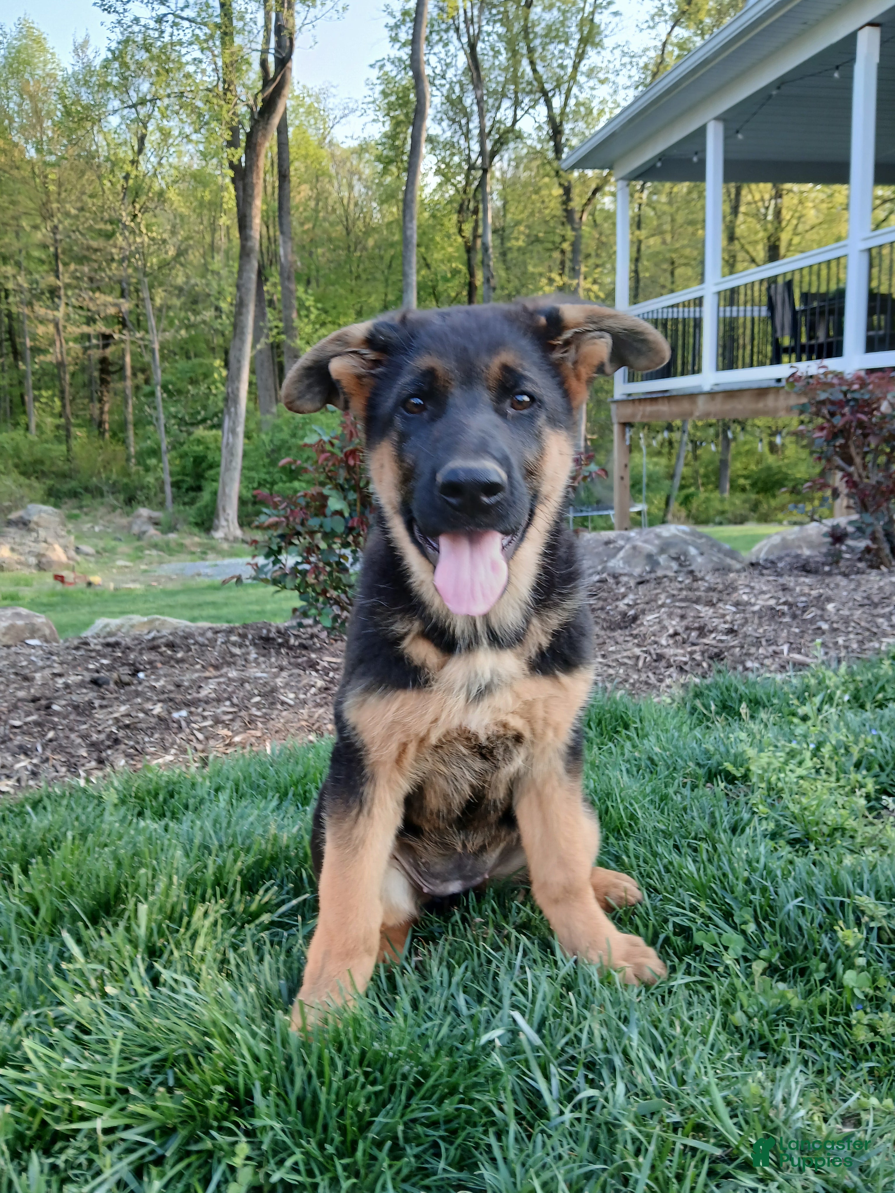 German Shepherd dogs Sasha - Ad 2