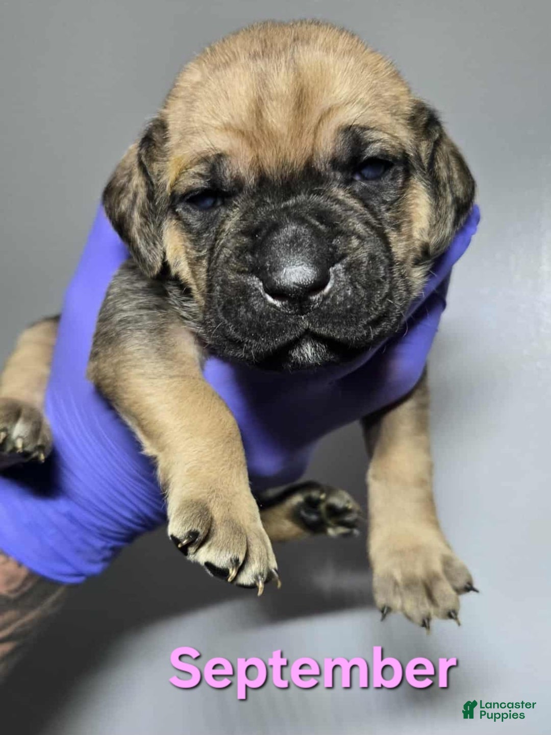 Cane Corso dogs for sale: Cane Corso Puppy 11 - Ad 3