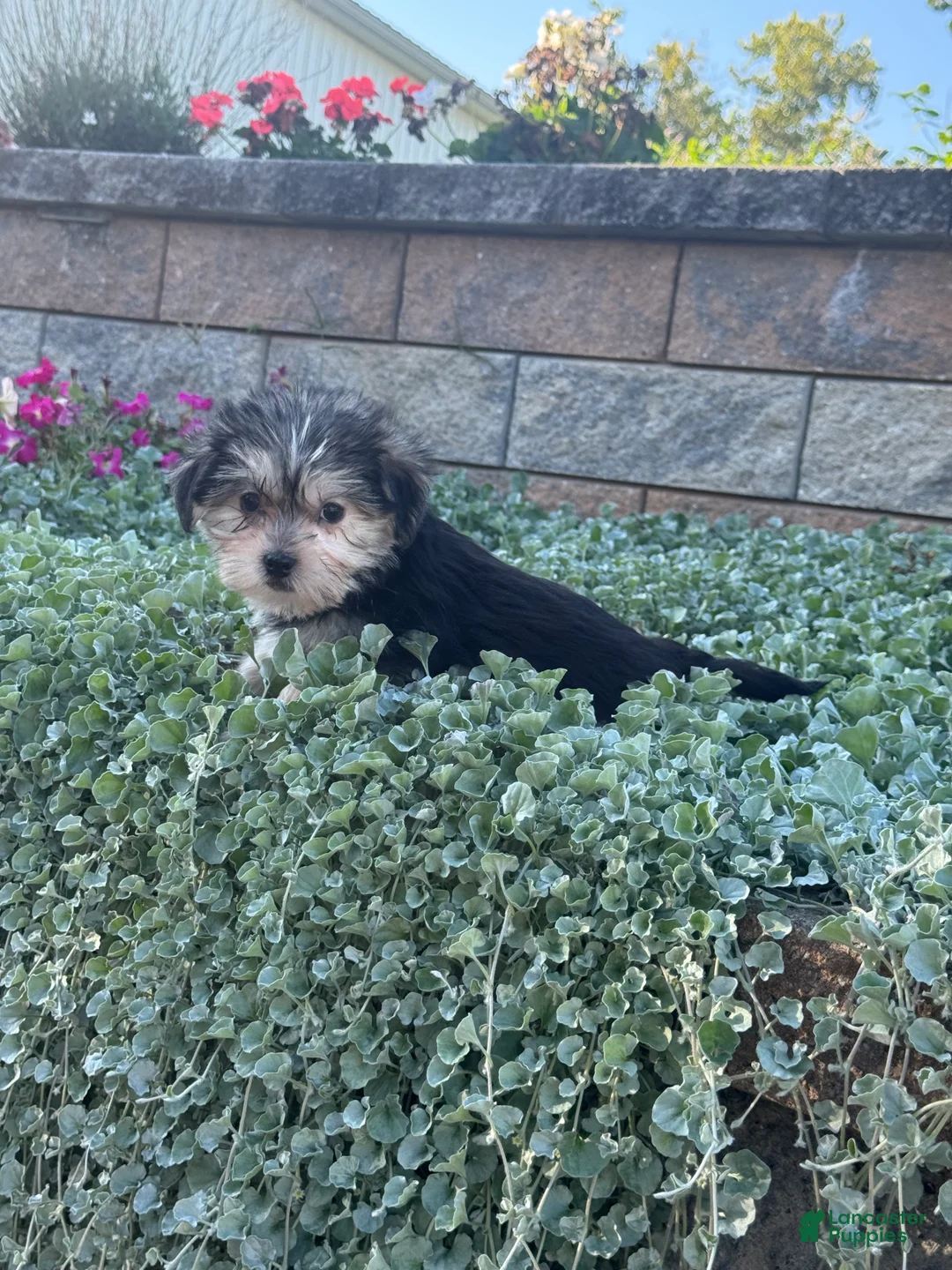 Shorkie dogs for sale: April - Ad 2