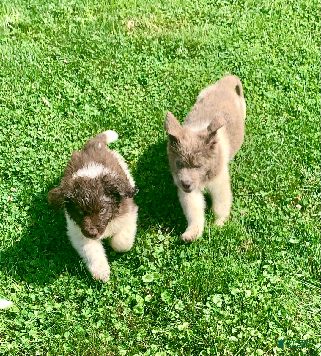 Newfoundland dogs for sale: Cindy - Ad 3