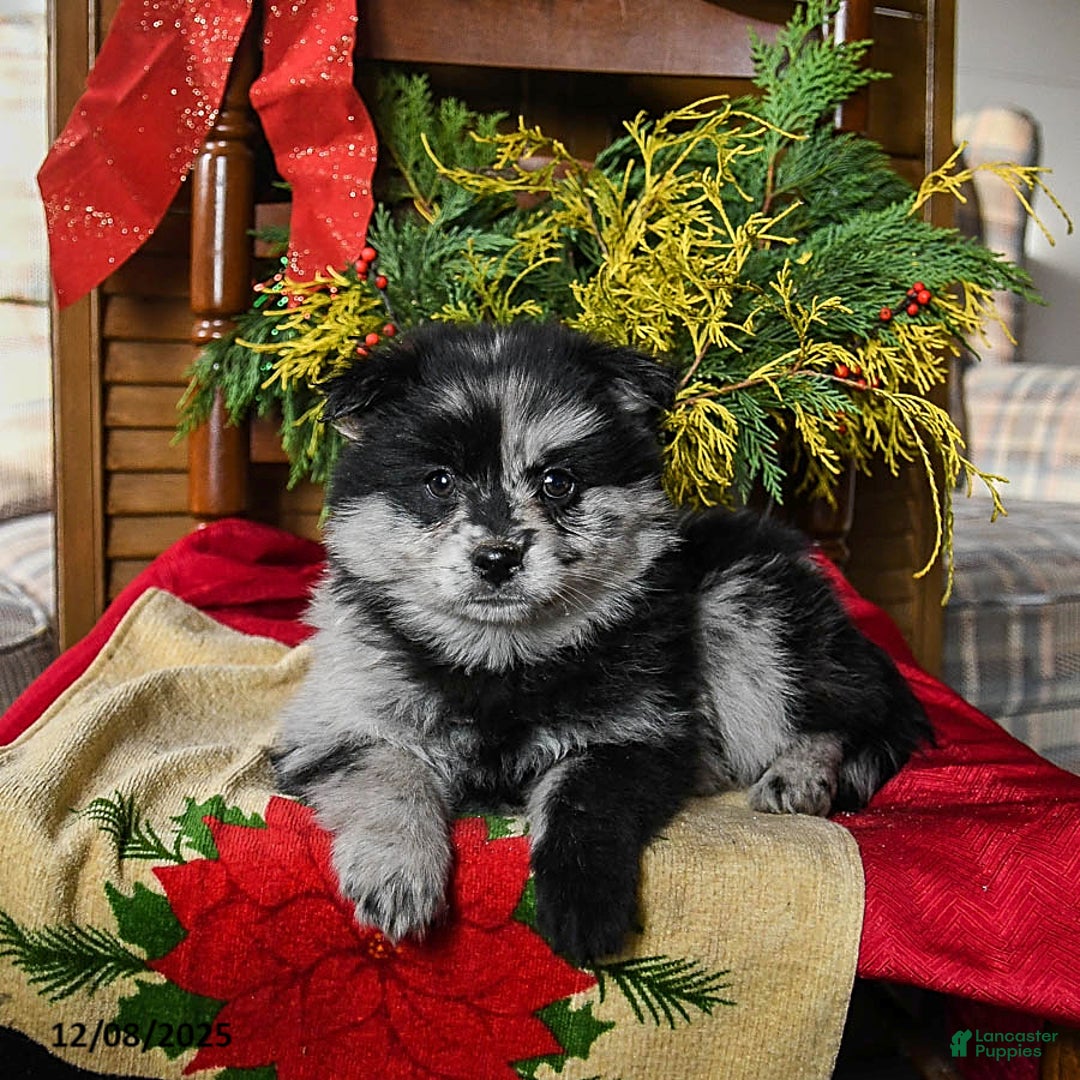 Pomsky dogs for sale: Muffin - Ad 2