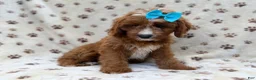 Cavapoo dogs for sale: Bailey - Ad 5