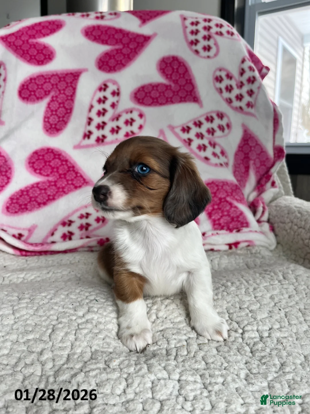 Miniature Dachshund dogs for sale: Rosie Bud - Ad 5