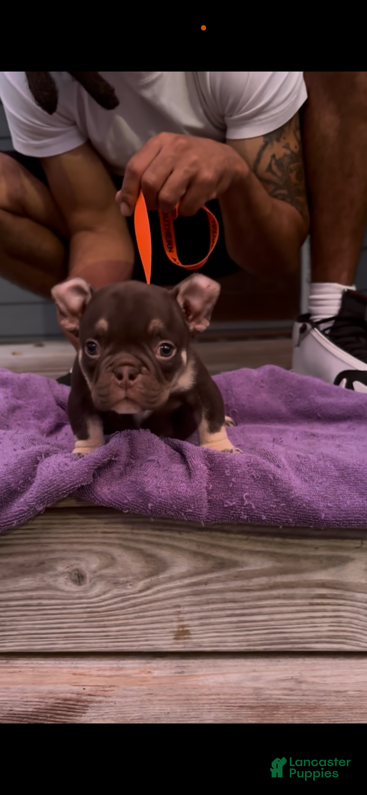American Bully dogs for sale: Pup 1 - Ad 2