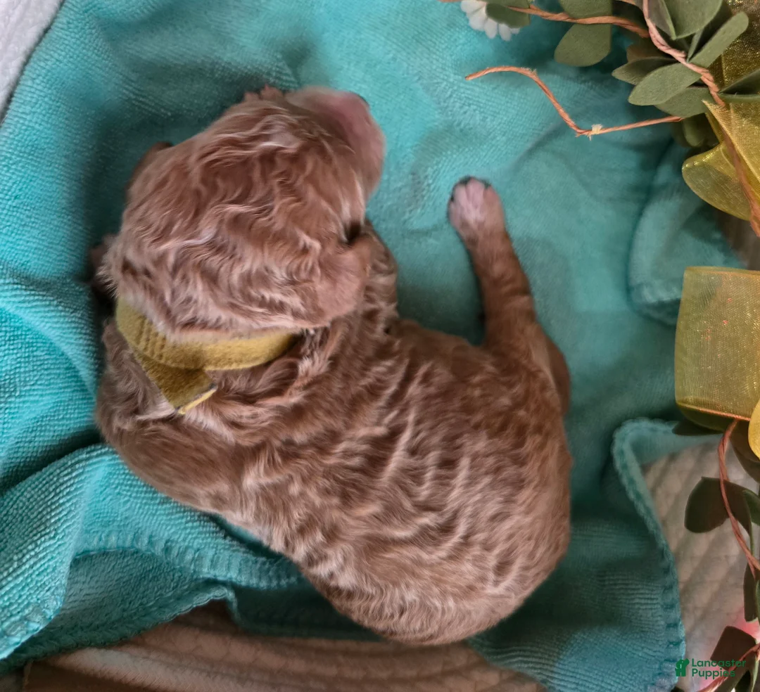 Goldendoodle dogs for sale: Goldendoodle Puppy 1 - Ad 2