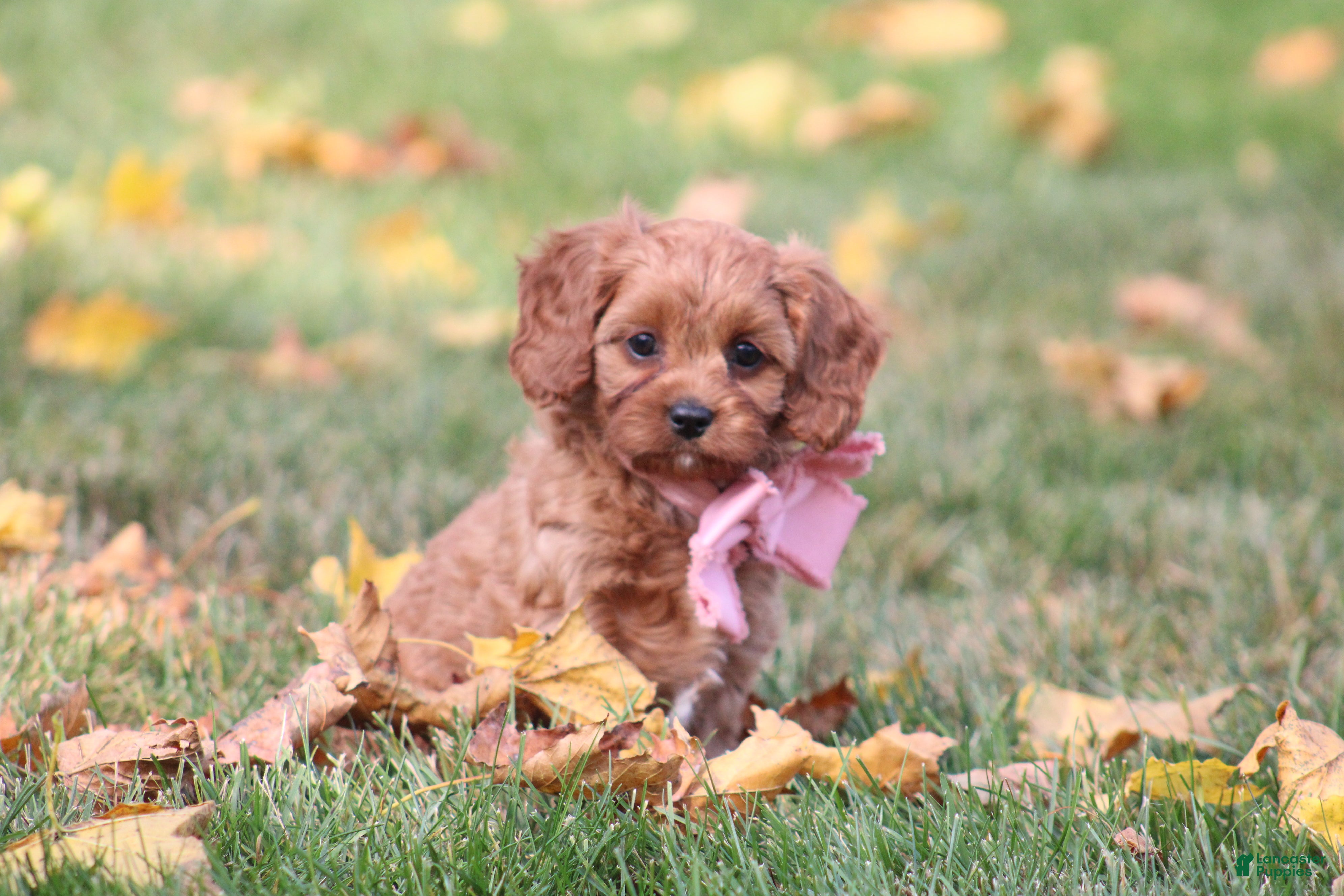 Cavapoo dogs for sale: Dahlia - Ad 1