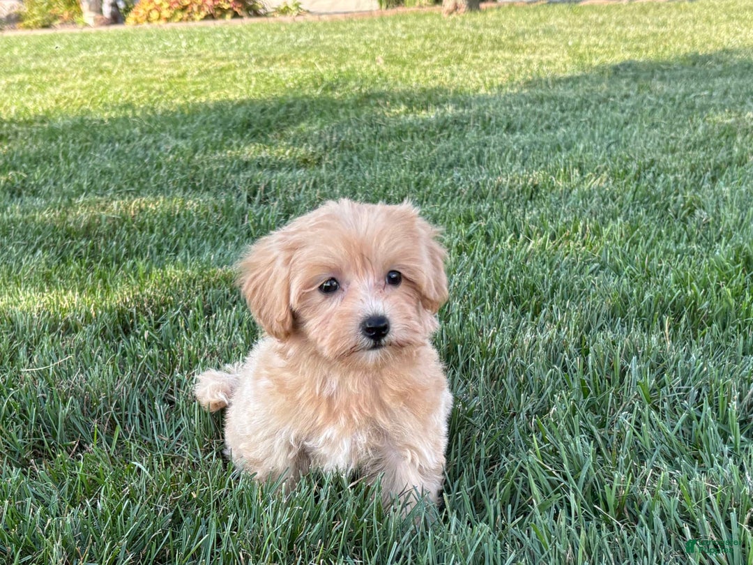 Maltipoo dogs for sale: Cutie - Ad 7