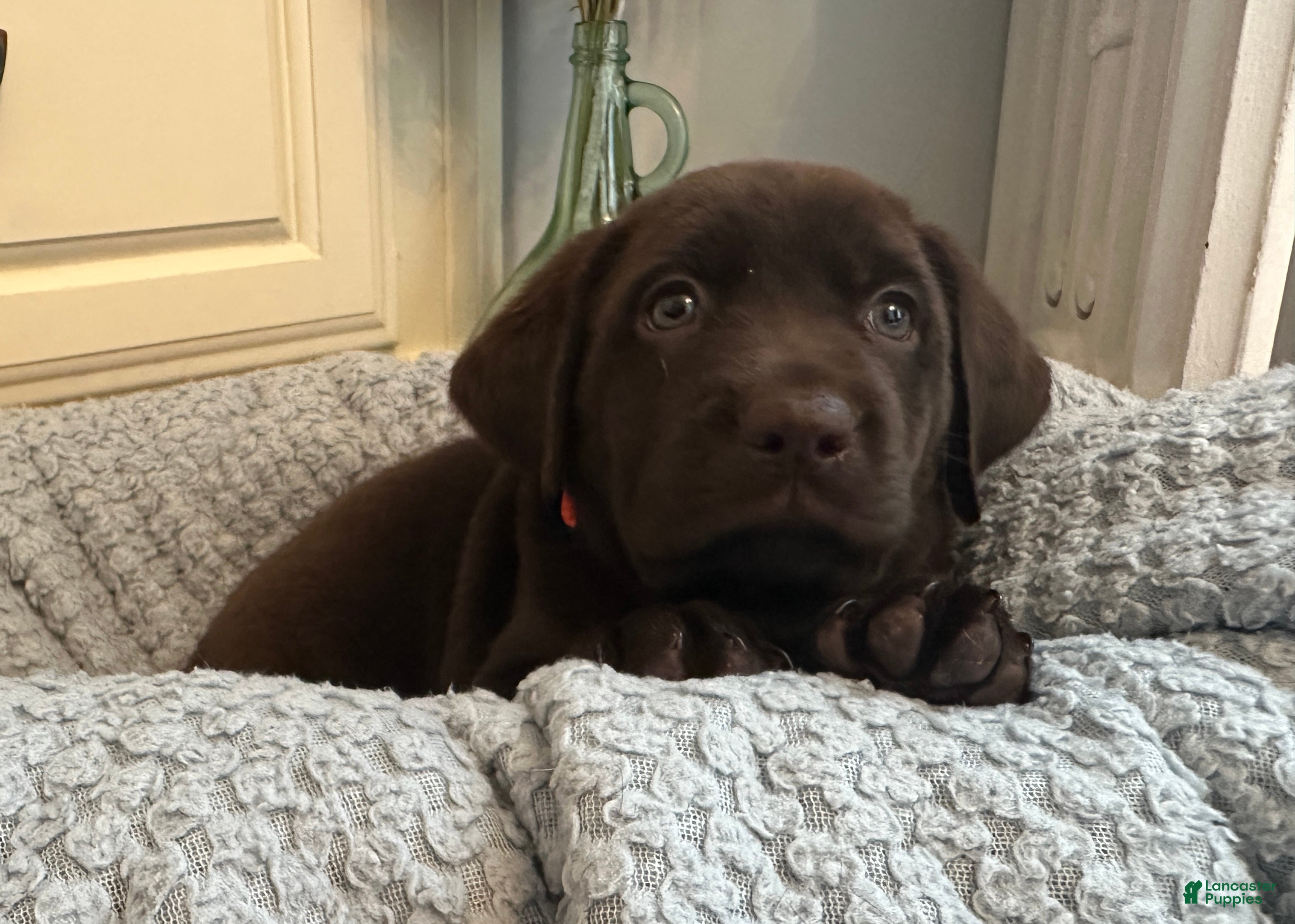 Labrador Retriever dogs Labrador Retriever Orange - Ad 28