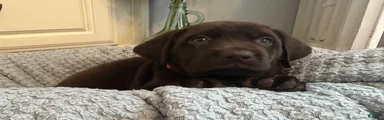 Labrador Retriever Orange