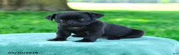 Pug dogs for sale: Adrian - Ad 1