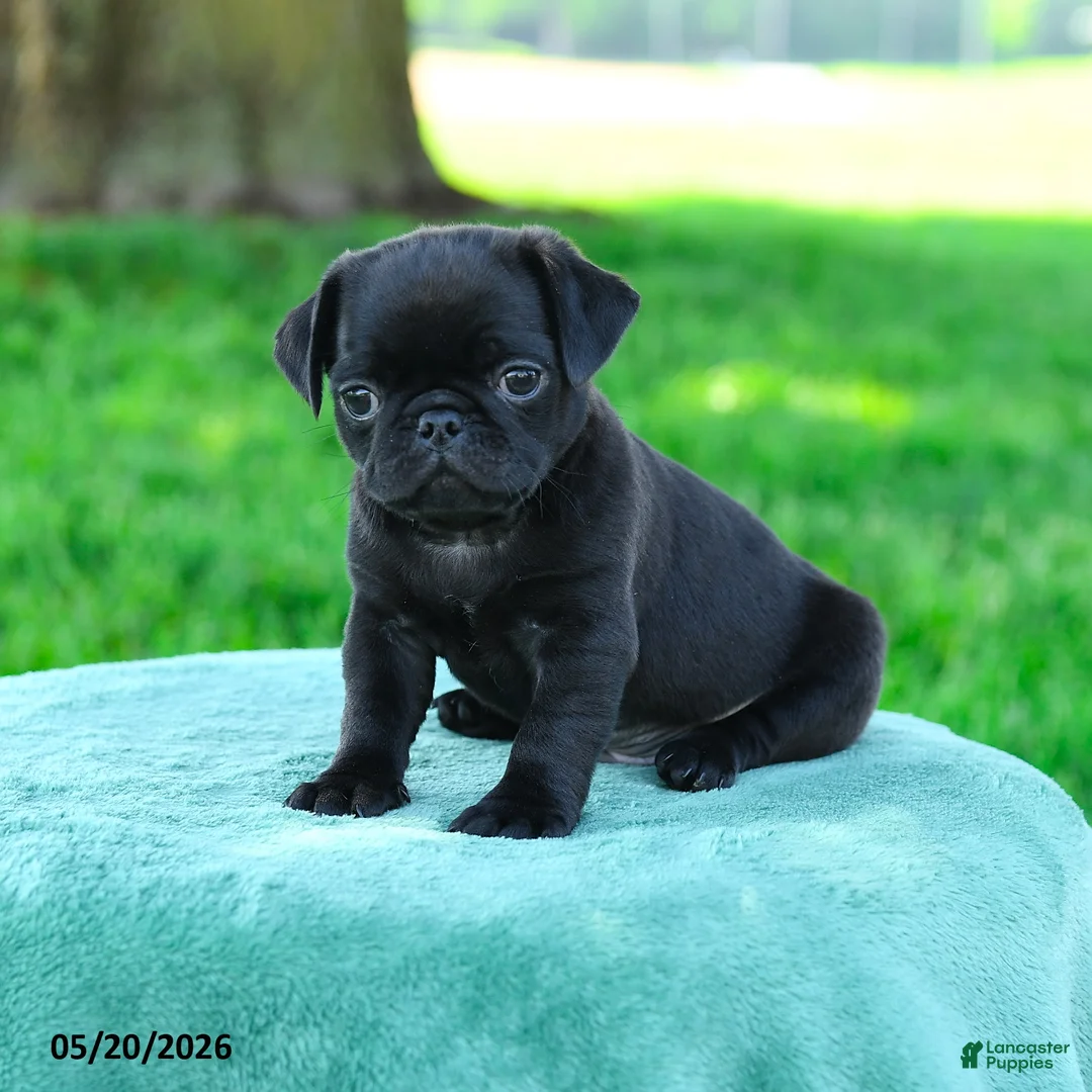 Pug dogs for sale: Adrian - Ad 1