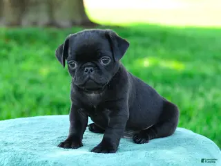 Pug dogs for sale: Adrian - Ad 4
