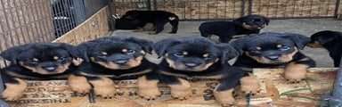 Rottweiler Puppy 5