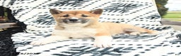 Shiba Inu dogs for sale: Nick  - Ad 4