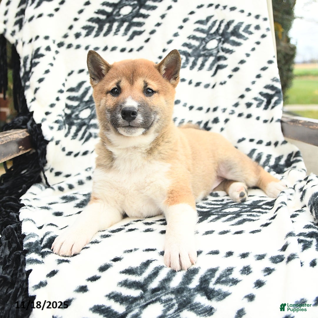 Shiba Inu dogs for sale: Nick  - Ad 4