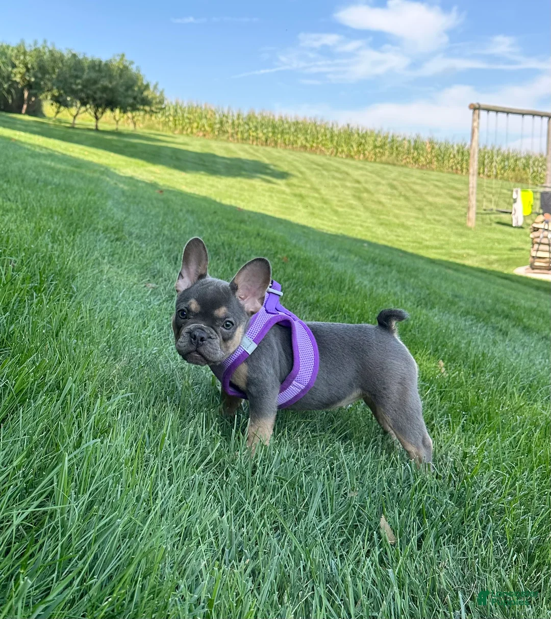 French Bulldog dogs for sale: Coral - Ad 2