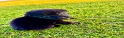 Miniature Australian Shepherd dogs for sale: Coral - Ad 4