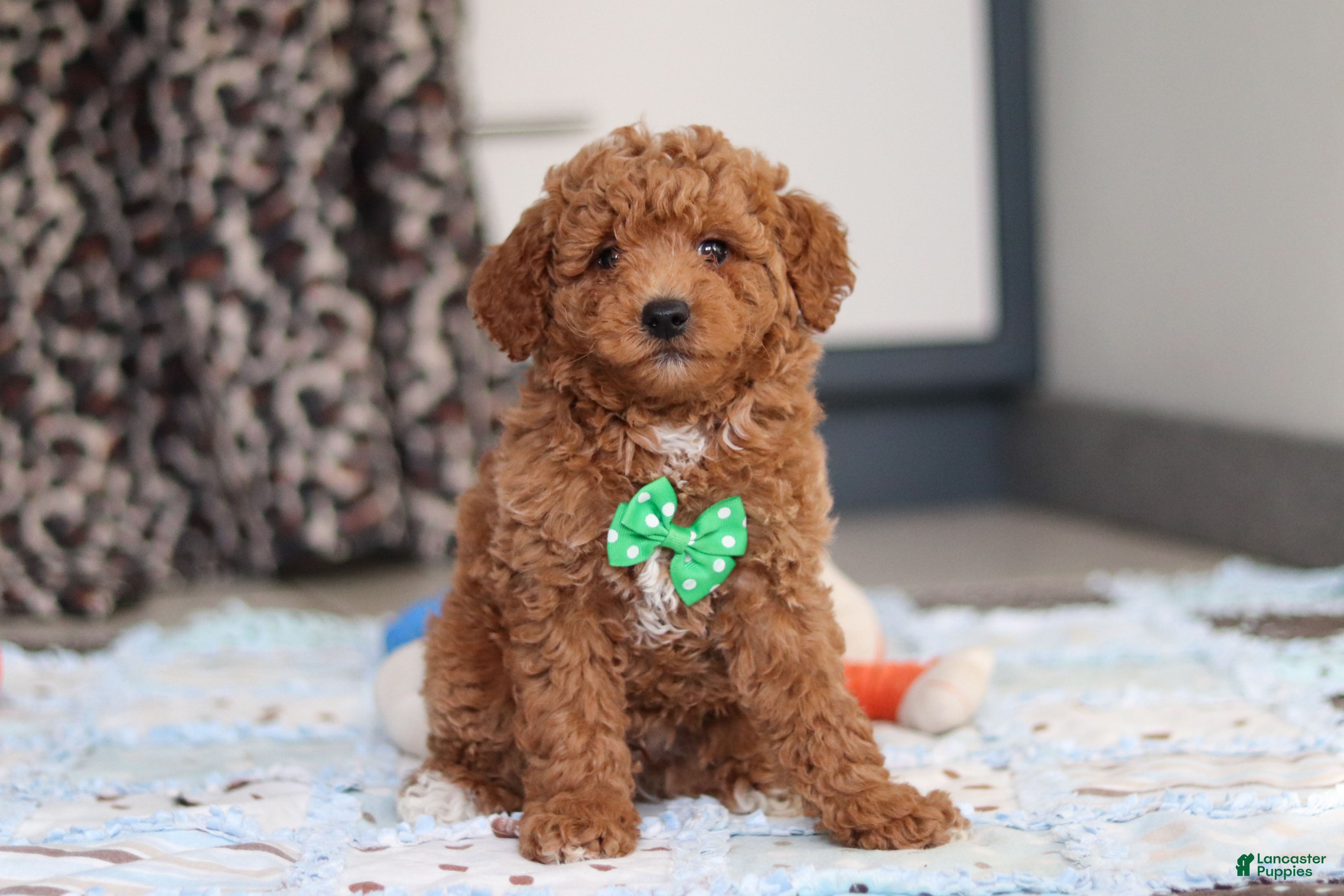 Goldendoodle dogs Freddy - Ad 37