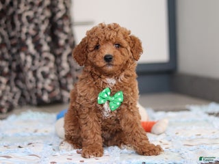 Goldendoodle dogs Freddy - Ad 37