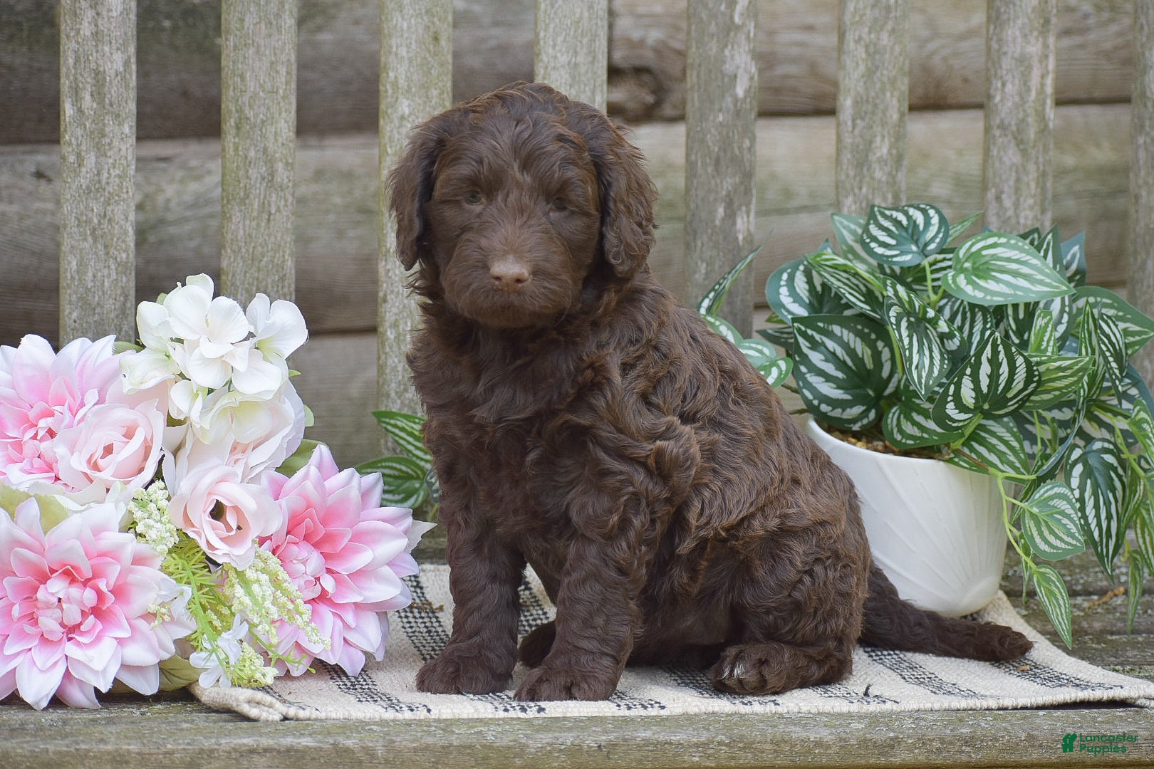 Portuguese Water Dog dogs Magnolia - Ad 2