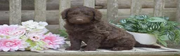 Portuguese Water Dog dogs for sale: Magnolia - Ad 1