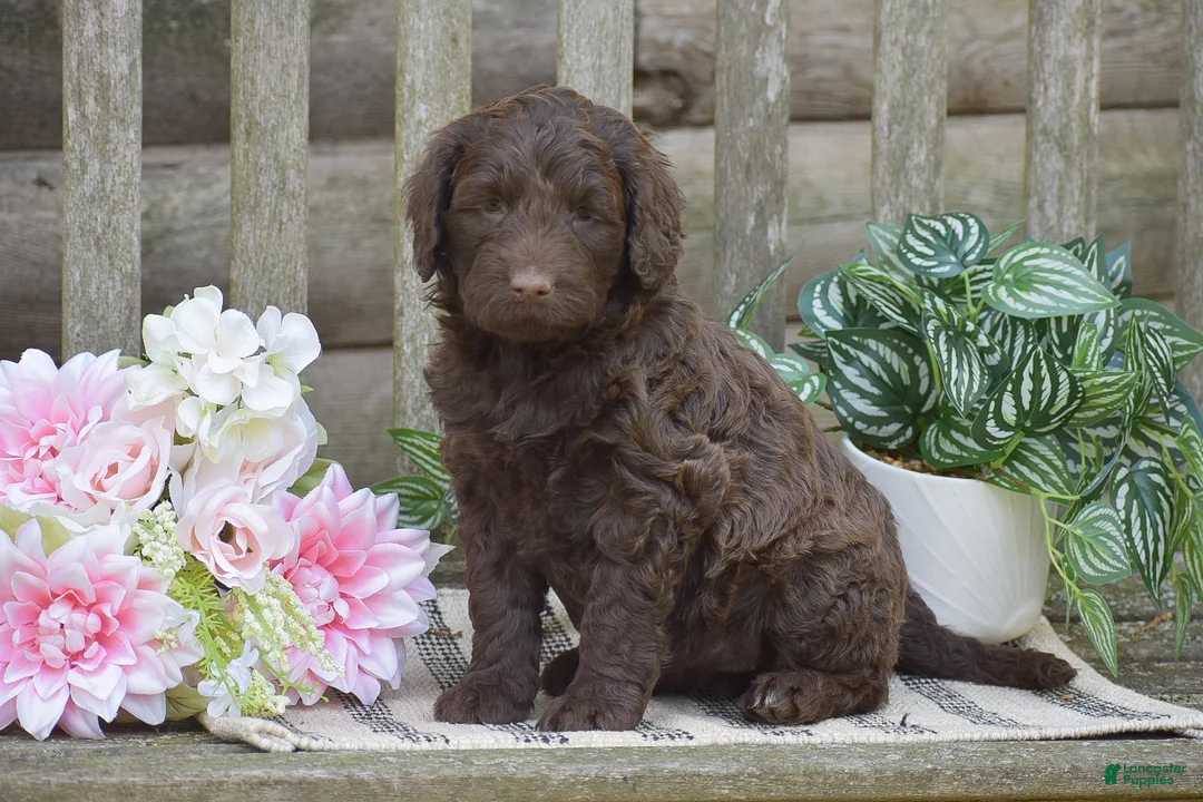Portuguese Water Dog dogs for sale: Magnolia - Ad 1