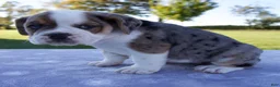 Beabull dogs for sale: Adele - Ad 3