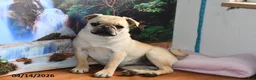 Pug dogs for sale: Beaula - Ad 4