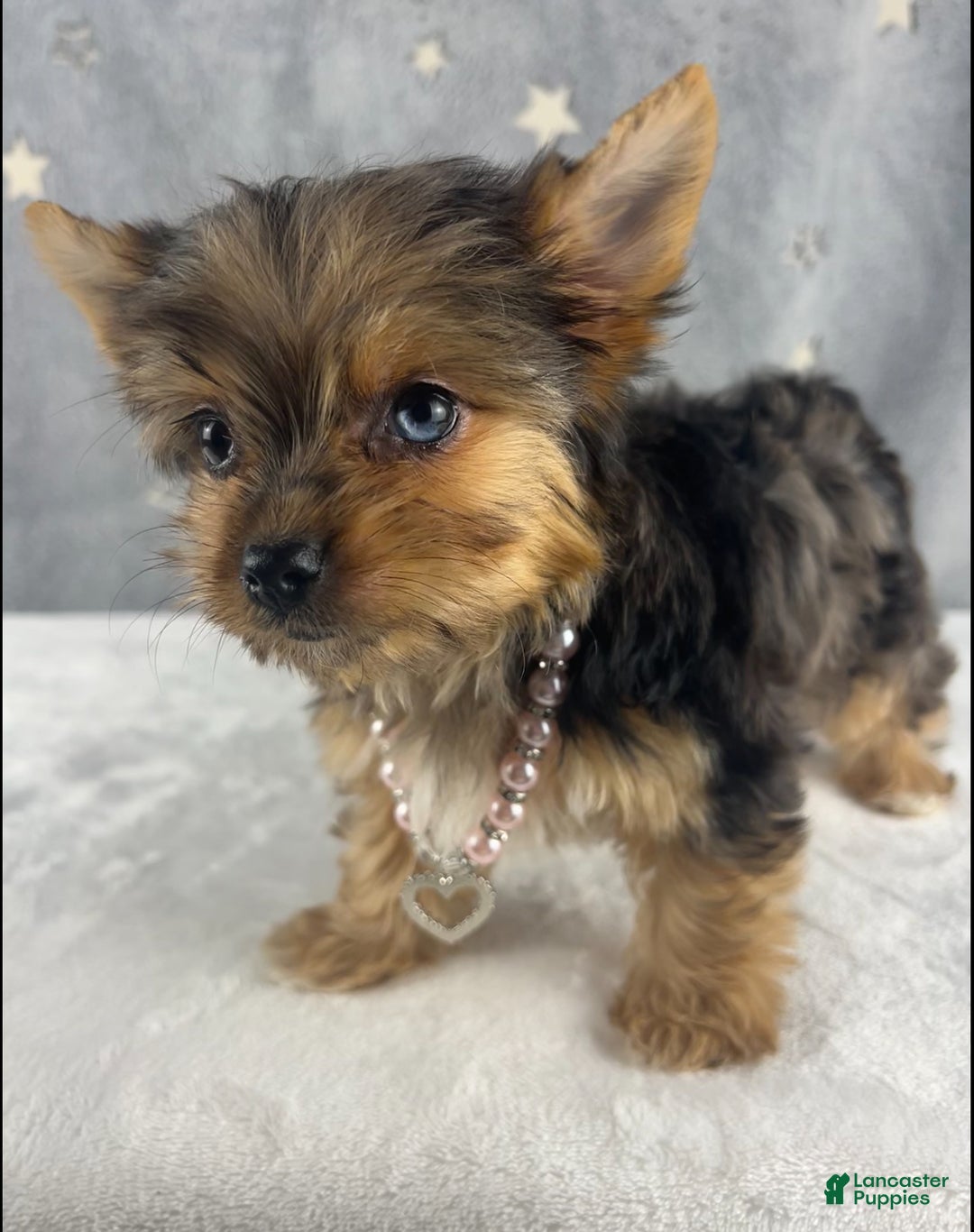 Yorkshire Terrier dogs for sale: Poppy - Ad 3