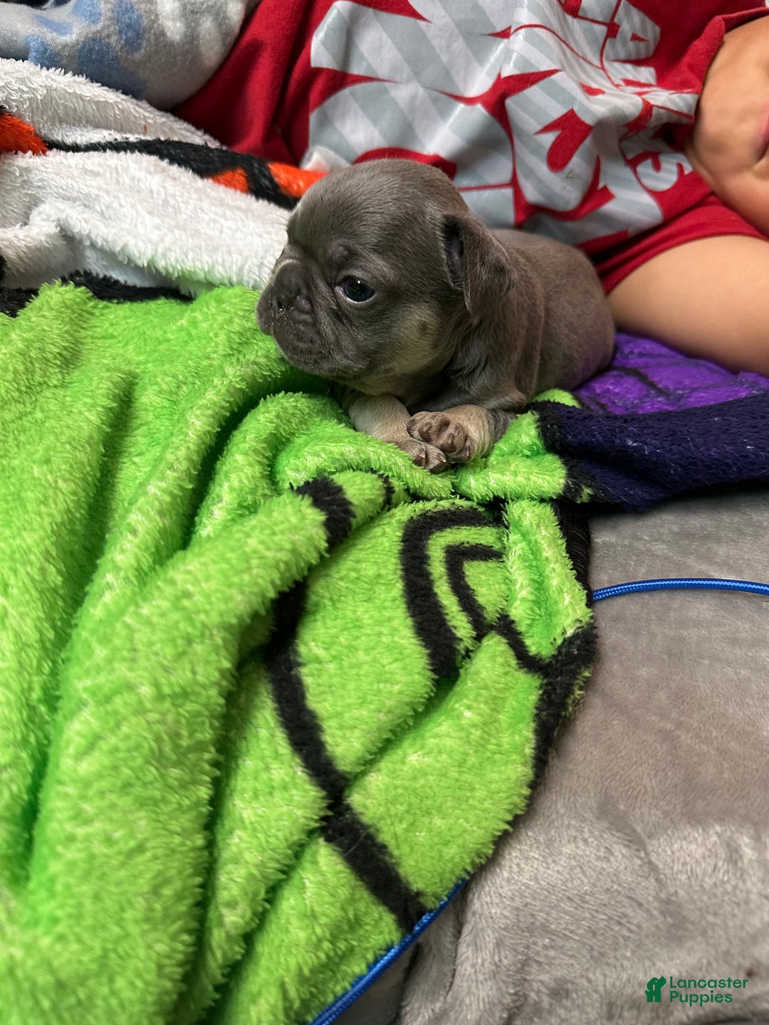 French Bulldog dogs for sale: Boss - Ad 10