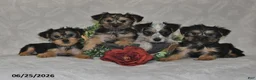 Yorkshire Terrier dogs for sale: Captian - Ad 4