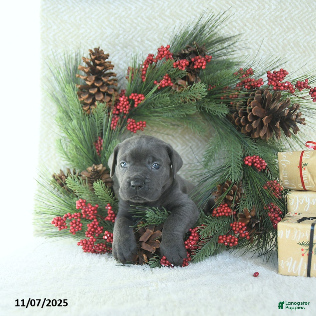 Cane Corso dogs for sale: Max - Ad 13