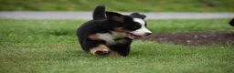 Bernese Mountain Dog dogs for sale: Clover - Ad 13