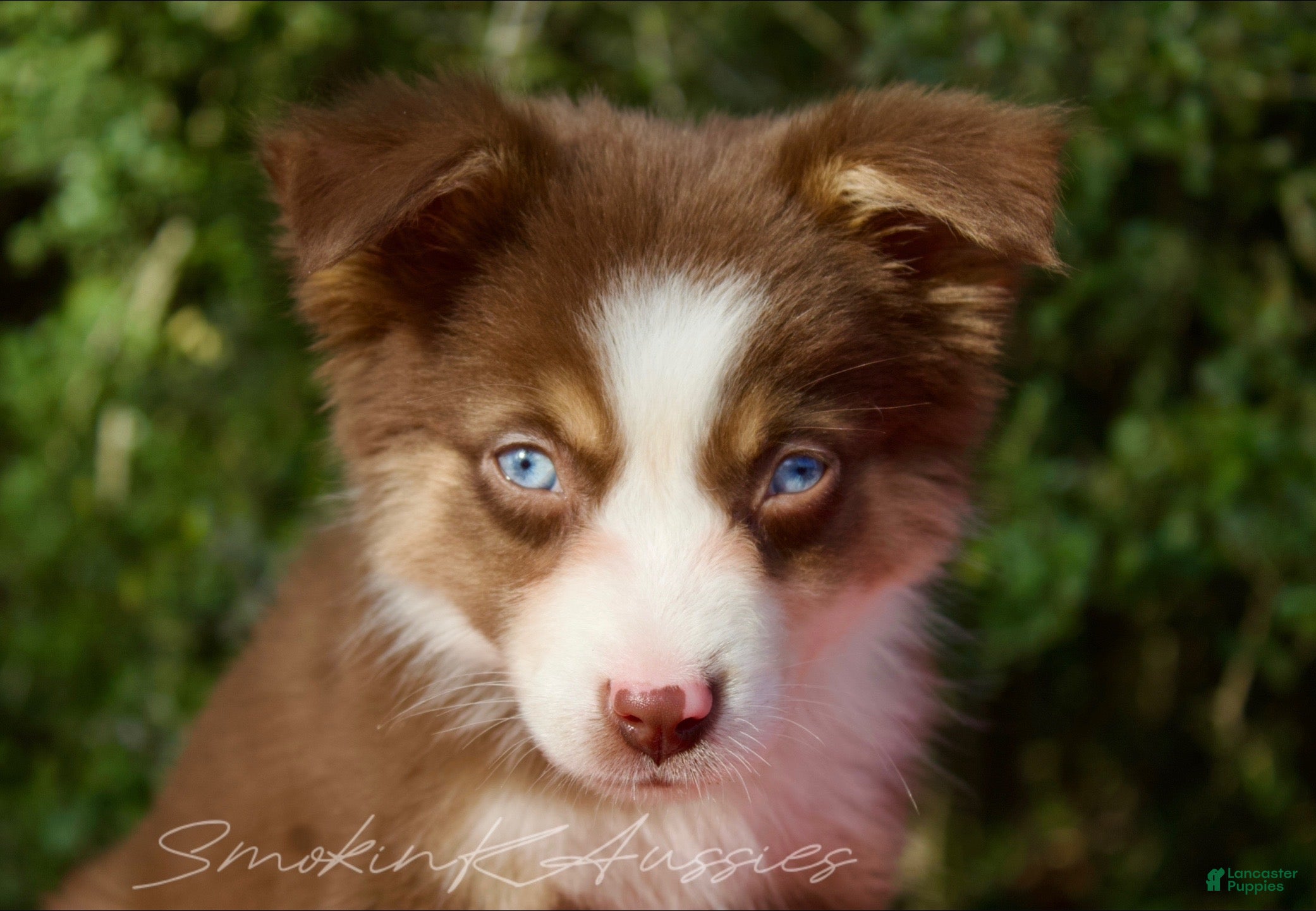 Australian Shepherd dogs Woody  - Ad 25