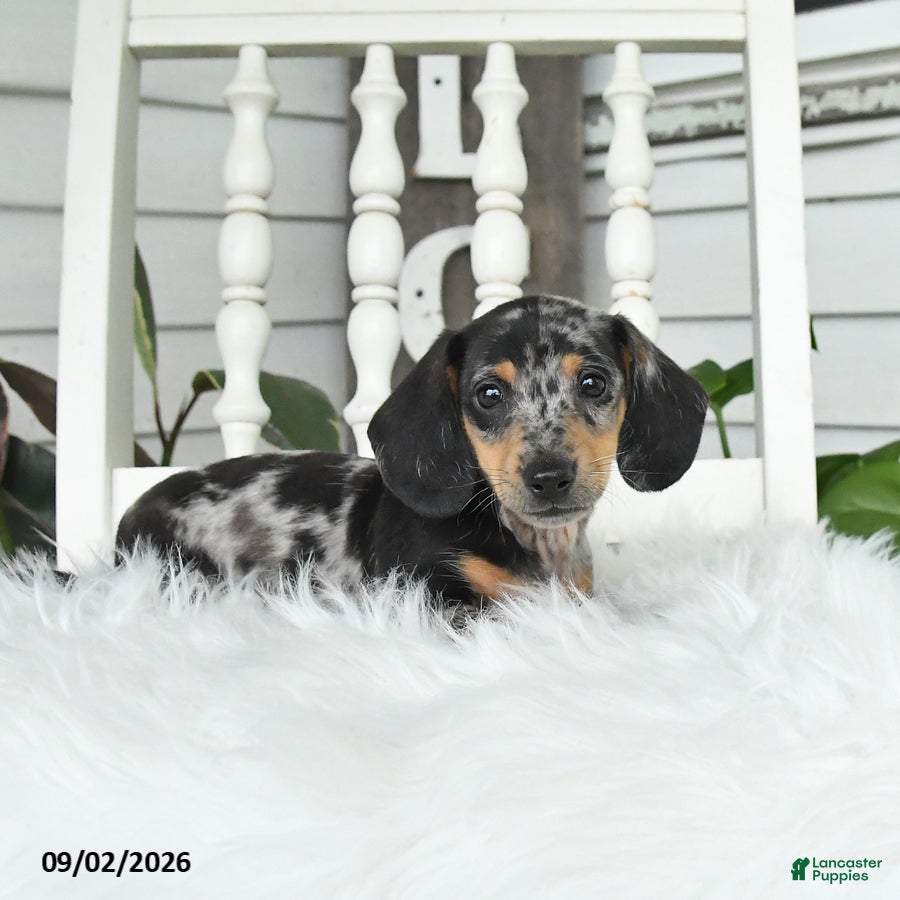 Dachshund dogs Toby - Ad 2