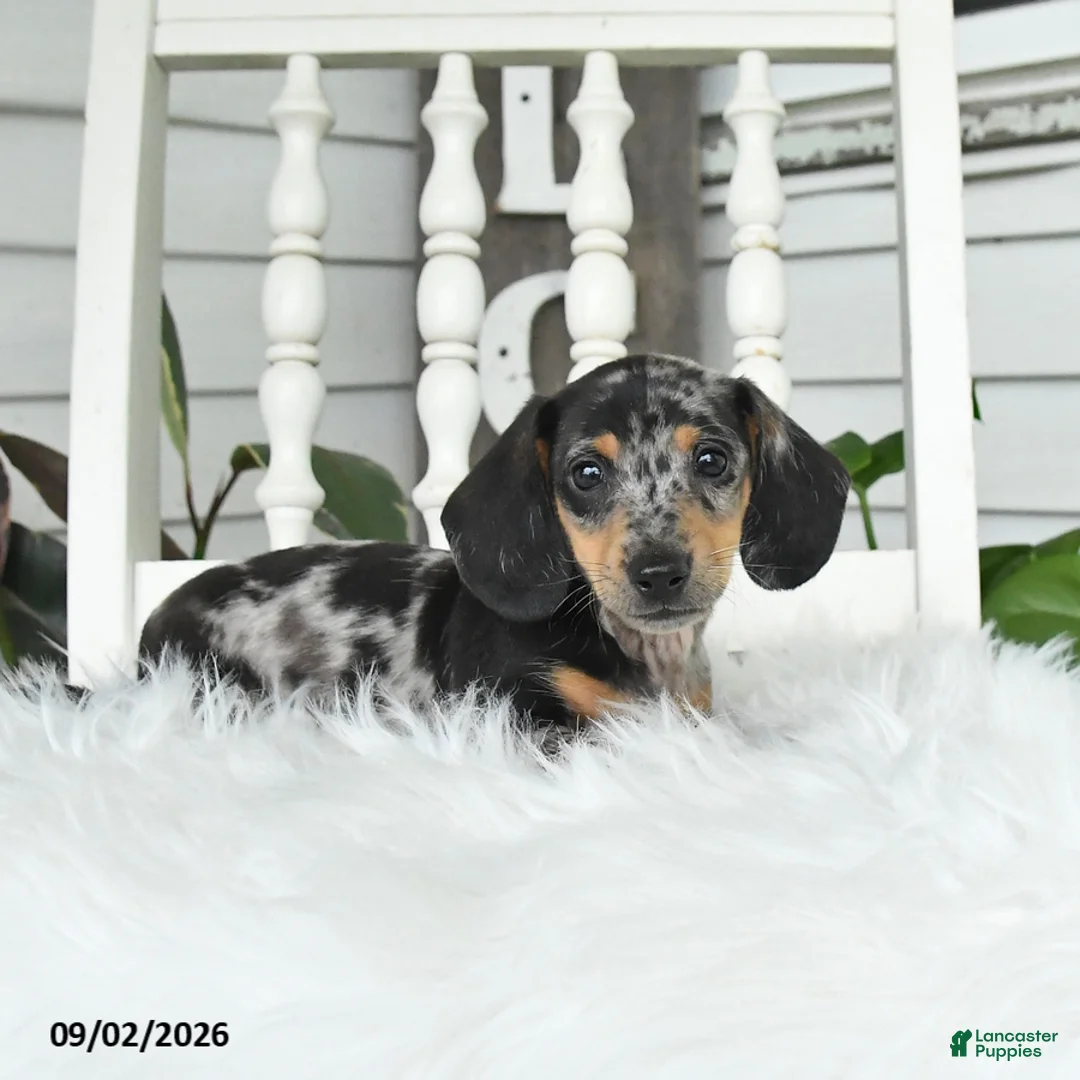 Dachshund dogs for sale: Toby - Ad 2