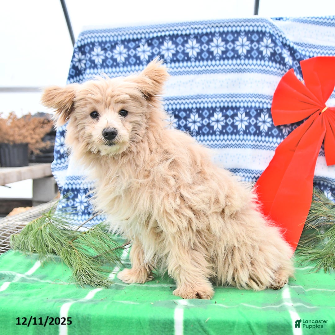 Pomapoo dogs for sale: Teddy Bear - Ad 4