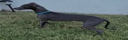 Italian Greyhound dogs for sale: Ace - Ad 3