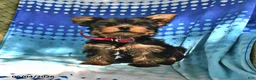 Yorkshire Terrier dogs for sale: Miney - Ad 2