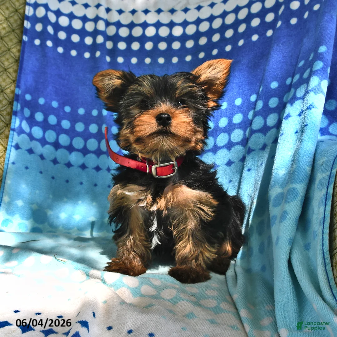 Yorkshire Terrier dogs for sale: Miney - Ad 2