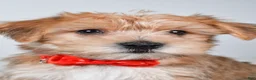 Morkie dogs for sale: Gary - Ad 2