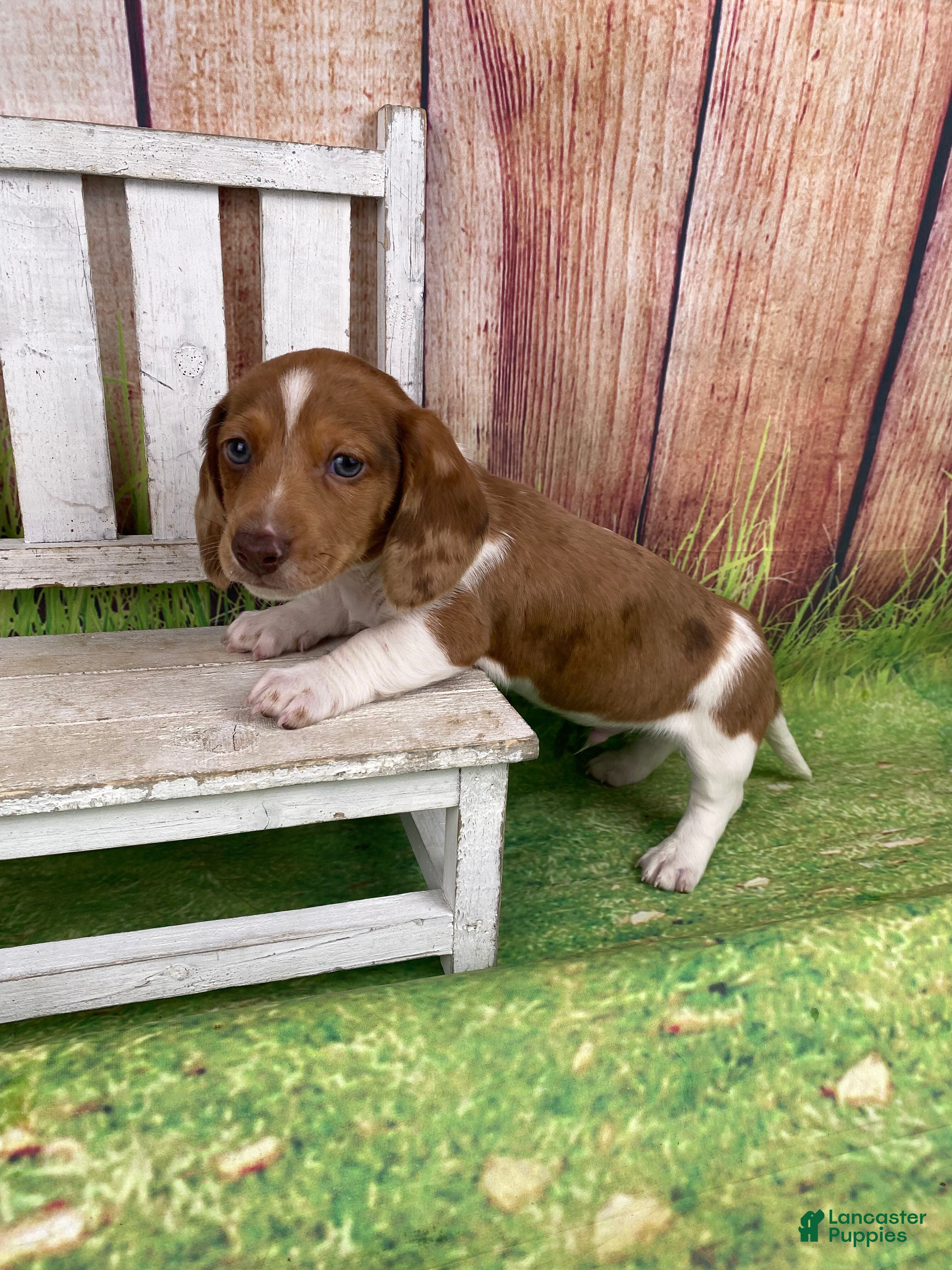 Miniature Dachshund dogs Thor - Ad 26