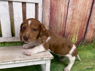 Miniature Dachshund dogs Thor - Ad 36