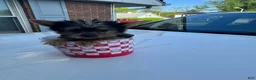 Yorkshire Terrier dogs for sale: Tiny - Ad 1