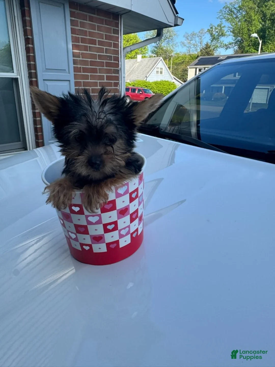 Yorkshire Terrier dogs for sale: Tiny - Ad 1
