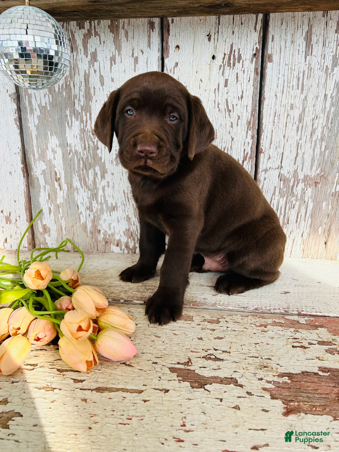 Labrador Retriever dogs for sale: Dexter - Ad 8