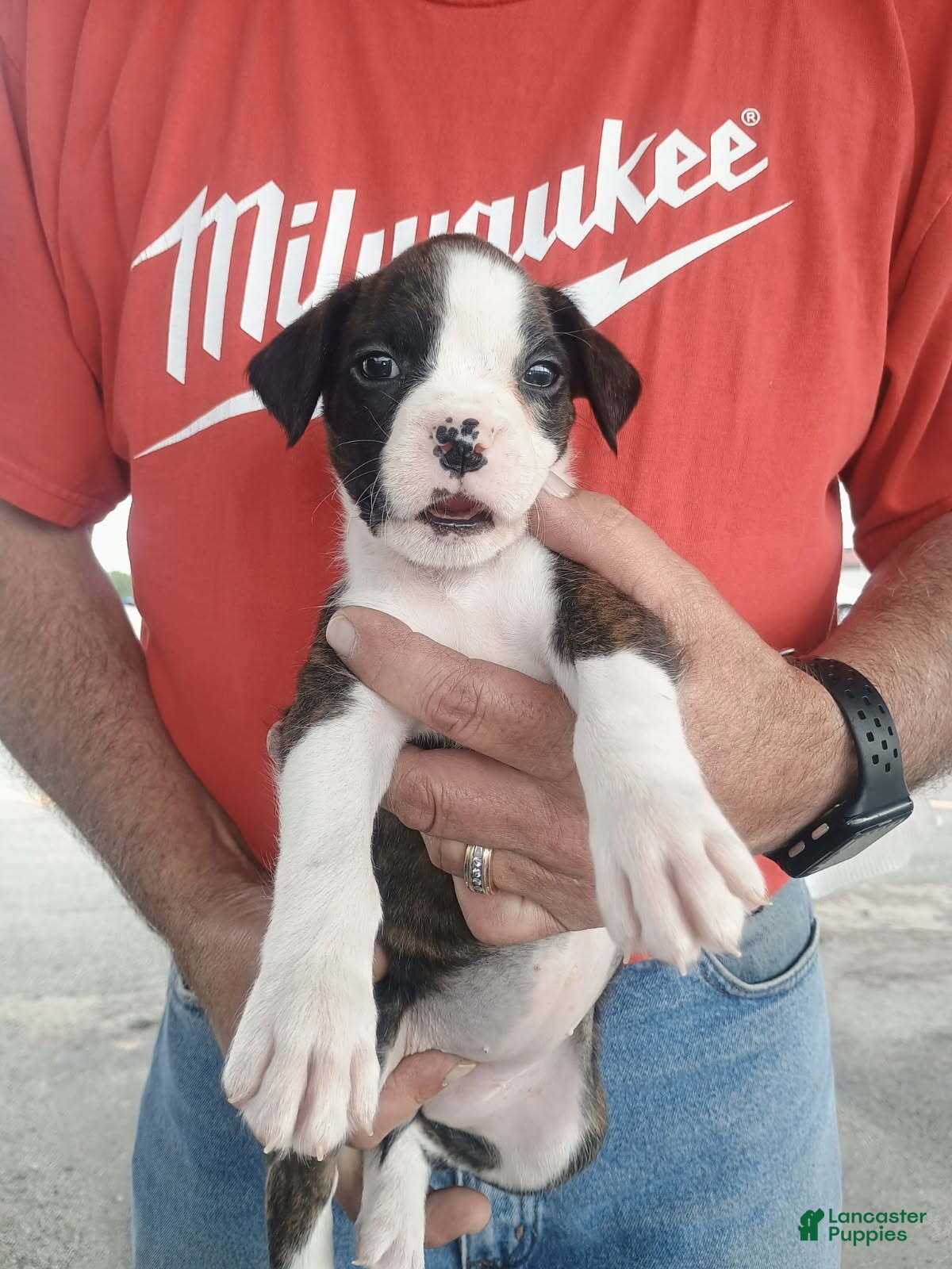 Boxer dogs Mr McSnuggles - Ad 1
