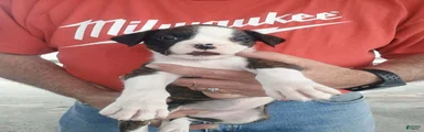 Mr McSnuggles